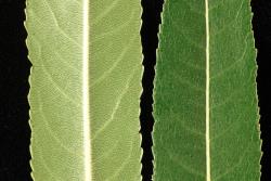 Salix triandra. Lower (left) and upper leaf surfaces.
 Image: D. Glenny © Landcare Research 2020 CC BY 4.0
